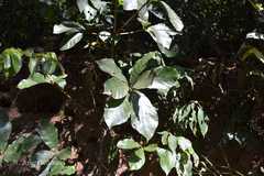 Actinodaphne lawsonii